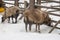 Pedigree sheep on a farm in winter