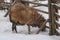 Pedigree sheep on a farm in winter