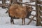 Pedigree sheep on a farm in winter