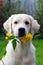 Pedigree white dog Golden Retriever with yellow flower rudbeckia in hish teeth