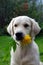 Pedigree white dog Golden Retriever with yellow flower rudbeckia in hish teeth closeup