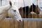 Pedigree white horse in the stable. Horses in the aviary. Stable with animals. Horse through the cage