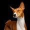 Pedigree White with Red Basenji Dog on Isolated Black Background