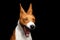 Pedigree White with red Basenji Dog on Isolated Black Background