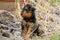 Pedigreed Airedale Terrier puppy exploring his new world