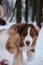 Pedigreed dogs. Two Australian Shepherd puppies are quickly running forward with serious faces, one is clear, other is out of