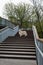 Pedigreed Golden Retriever on a walk in the park stands on stairs and looks into the distance. Photo of a dog. Dogs and pets love.