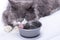 Pedigreed gray cat, sitting on a white background, next to a bowl of water and drinking water