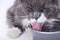 Pedigreed gray cat, sitting on a white background, next to a bowl of water and drinking water