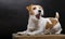 Pedigreed Jack Russell lies on a pedestal in the studio and yawns gracefully while looking at the camera