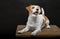 Pedigreed Jack Russell lies on a pedestal in the studio and yawns gracefully while looking at the camera