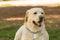 Pedigreed Labrador dog portrait. A close up look.