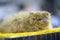 Pedigreed Persian exotic cat lying on a cage, cat show