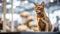 A pedigreed purebred Abyssinian cat at an exhibition of purebred cats. Cat show. Animal exhibition. Competition for the