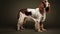 A pedigreed purebred English springer spaniel at an exhibition of purebred dogs. Dog show. Animal exhibition