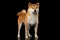 Pedigreed Red Shiba inu Dog Standing on Black Background
