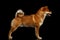 Pedigreed Red Shiba inu Dog Standing on Black Background