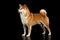 Pedigreed Red Shiba inu Dog Standing on Isolated Black Background