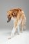 Pedigreed saluki dog with fluffy fur walking against grey background