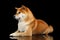 Pedigreed Shiba inu Dog Lying, Looks closely, Black Background