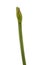 Peduncle of hippeastrum amaryllis small-flowered variety