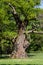 Pedunculate Oak (English Oak)