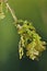 Pedunculate Oak with Gall Wasp