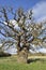 Pedunculate Oak Tree