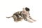 Peeing great dane puppy on a white background