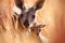 Peek-a-Boo! Baby Kangaroo Curiously Looks Out from Mothers Pouch