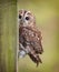 Peek a boo Tawny Owl