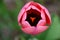 Peek inside a newly unfolding Pink Tulip