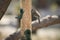 Peekaboo cactus wren at bird feeder