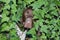 Peekaboo! - cute dog hiding in the ivy