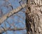 Peekaboo Squirrel Looking Out From Hole in Tree