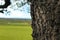 Peekaboo tree looking upon the landscape