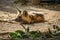 A peeking African wild dog