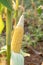 Peel the corn pods on the stem