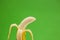 Peeled banana against green background