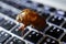 A peeled cicada shell is placed on the laptop`s illuminated keyboard