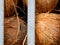 Peeled coconuts for sale