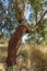 Peeled cork oaks tree
