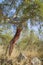 Peeled cork oaks tree