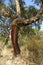 Peeled cork oaks tree