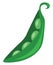 A peeled green bean pod vector or color illustration