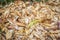 Peeled leaves of Maize Zea mays plants harvested and being stored, Uganda