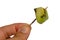 Peeled piece fuzzy kiwifruit Actinidia deliciosa stick on wooden teeth pick, white background