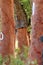 Peeled trunks of cork oaks in Alentejo, Portugal