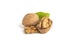 Peeled walnut fruits lie on a white isolated background with green leaves. Walnut in shell. White isolate for design and