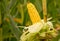 Peeled yellow corncob is still on the plant standing in a corn field